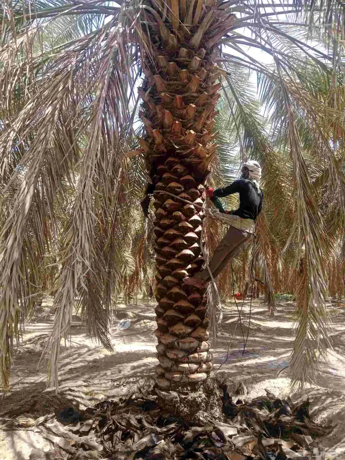 صيانه النخيل تكريب تحويض 0