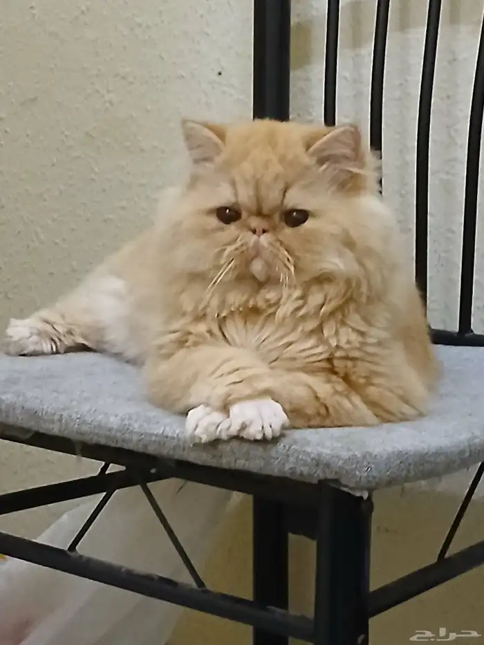 كيتن بكي فيس بيور 2