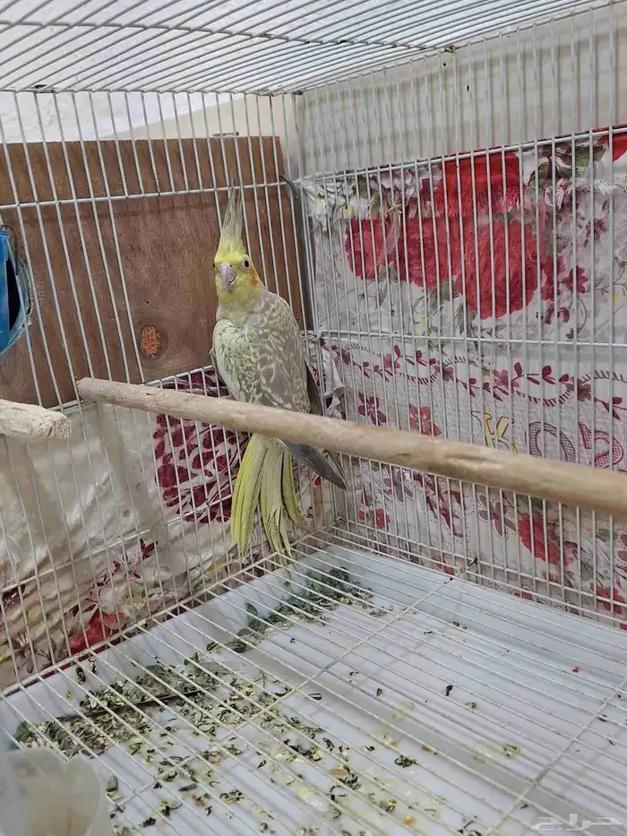 أنثى كروان فراشه 3