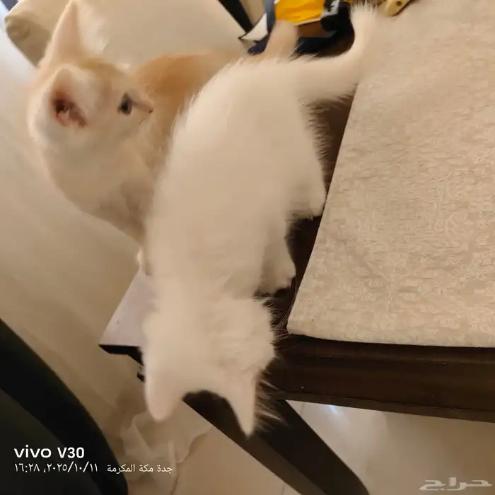 قطط للتبني العمر من 3 شهور تقريبا 4