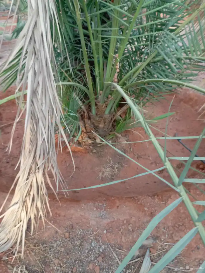 سكري القصيم للنخيل نقايل وفراخه 0