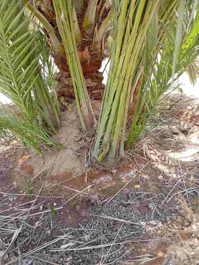 يوجد لدينا جميع انواع فسايل النخيل العربي والجثايث 5