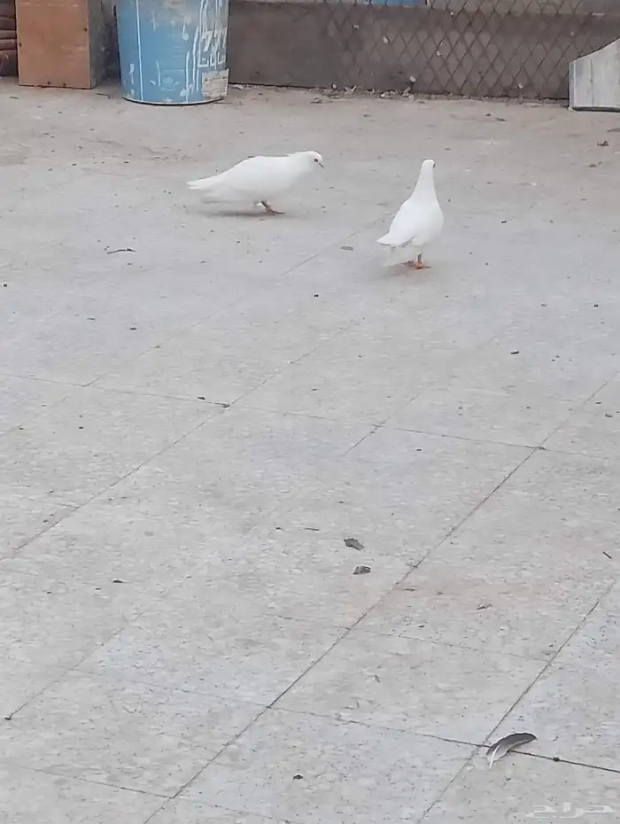 جوز صنعاني 0