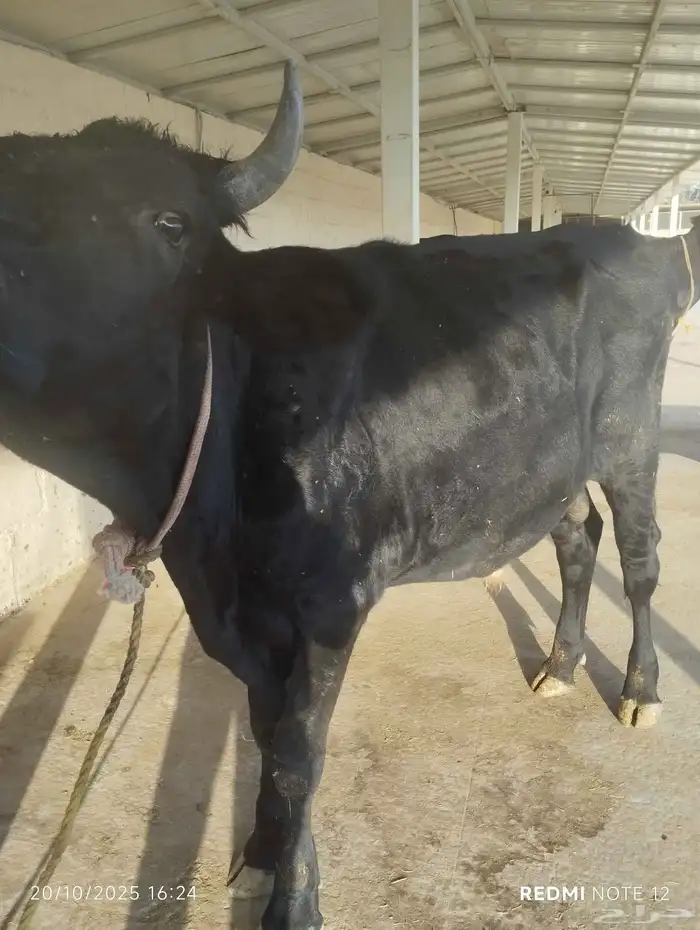 ثورلي البيع سليم من اي شي مشروط .العمر سنتين الموقع الخرج 4