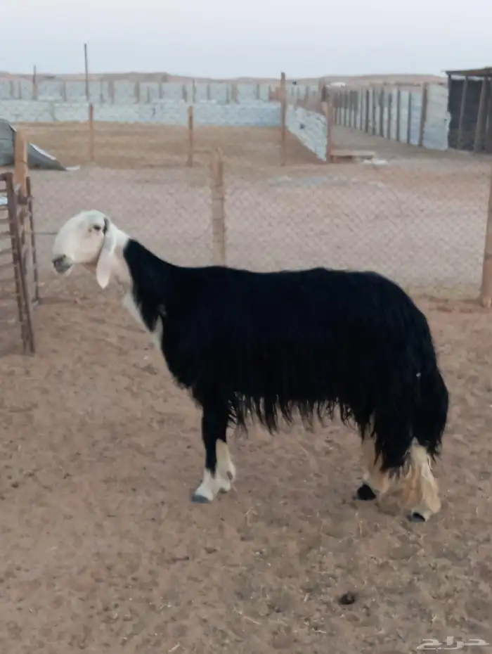 شاه نجديه فاخره رباع 0