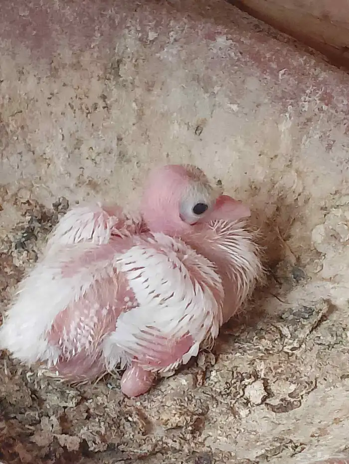 جوز صنعاني 2