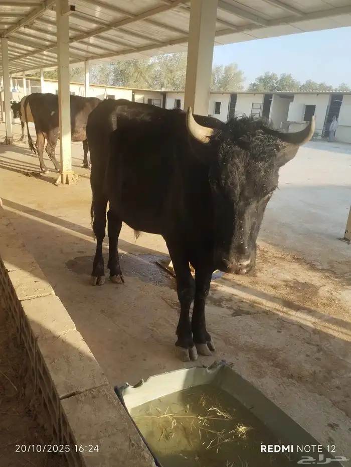 ثورلي البيع سليم من اي شي مشروط .العمر سنتين الموقع الخرج 2