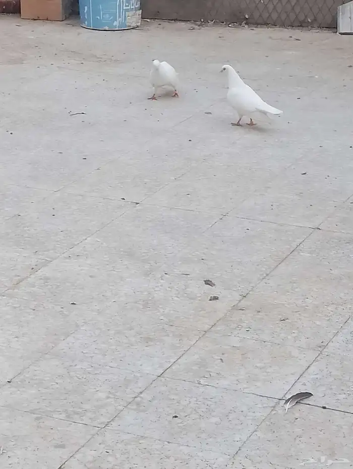 جوز صنعاني 1