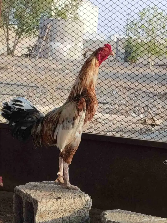 ديك باكستاني 0