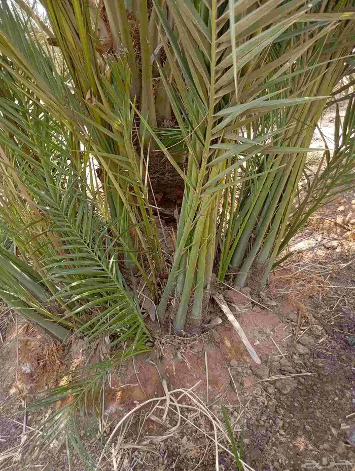 يوجد لدينا جميع انواع فسايل النخيل العربي والجثايث 4