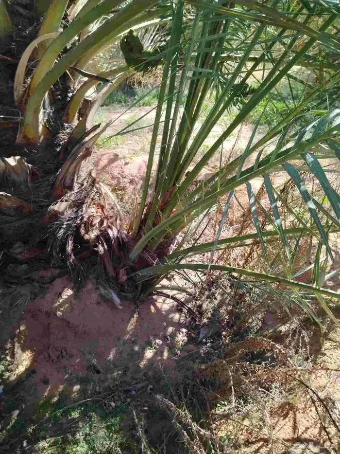 نخل اللقصيم اللبيع 1