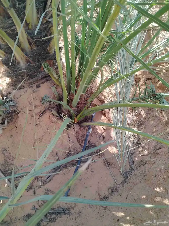 نخل اللقصيم اللبيع 4