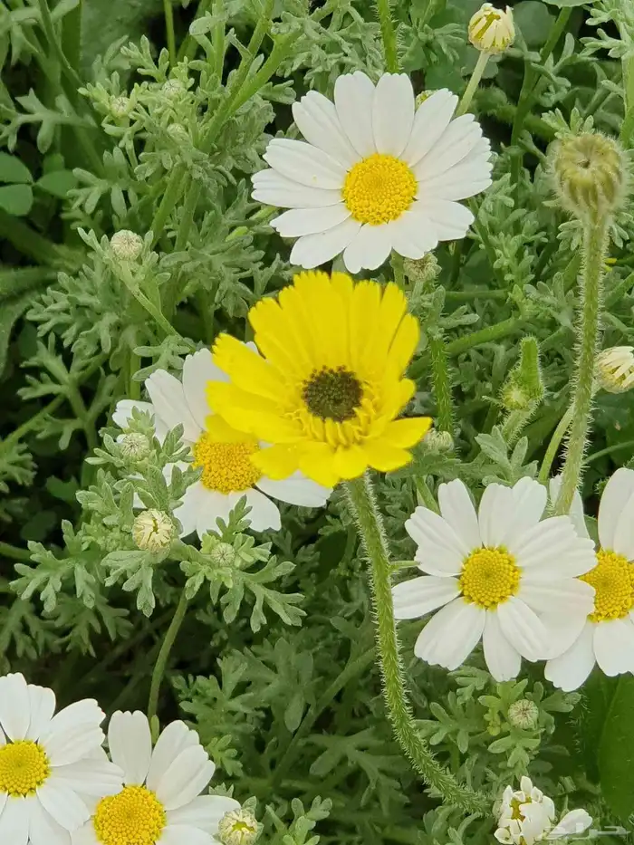 عرض خاص رقم 2 - بذور ازهار الربيع البرية 3