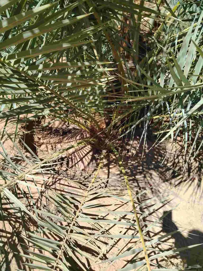 نخل اللقصيم اللبيع 7