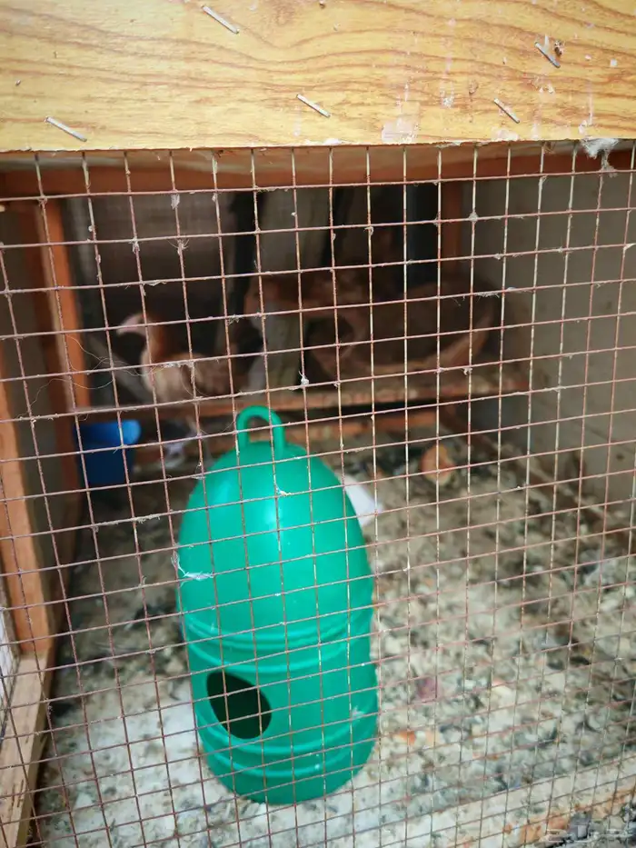 محاكر حمام 3