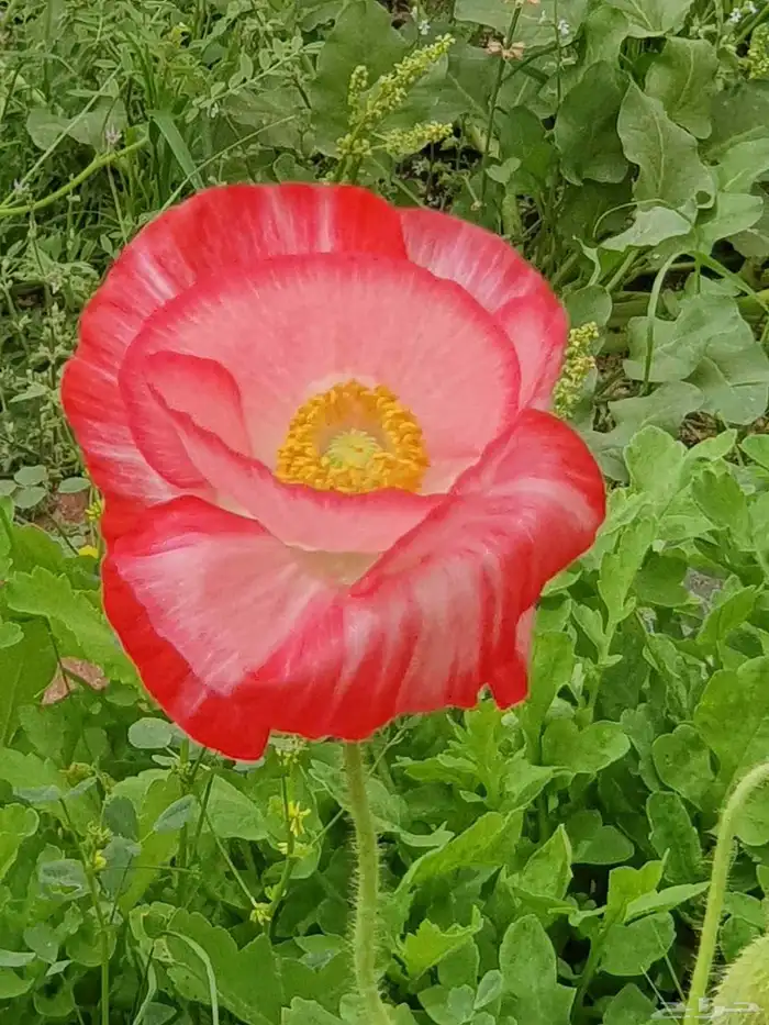 عرض خاص رقم 2 - بذور ازهار الربيع البرية 2