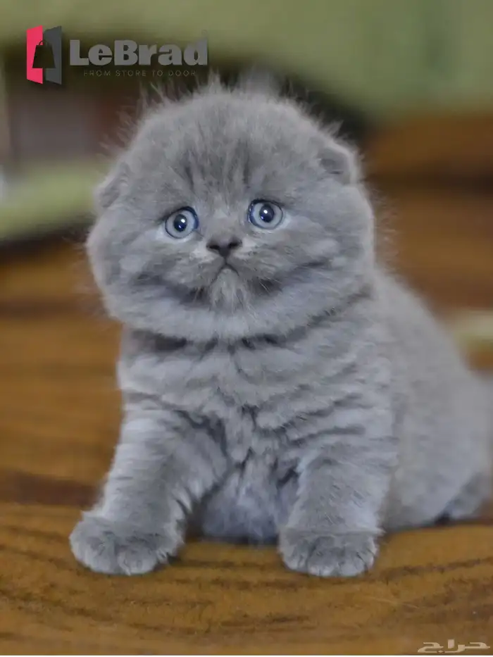 قط ذكر كيتن سكوتش بلو ليلاك عيون رصاصي 0