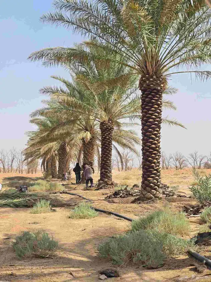 نخل للبيع وأسعار مناسبه 4