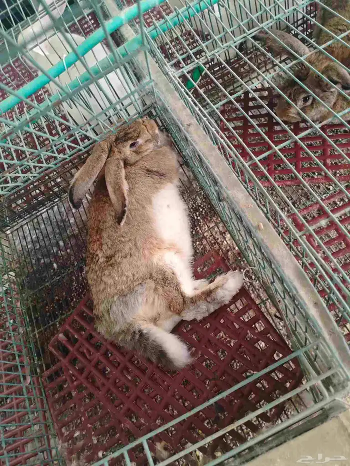 اناثي شنشلا 1