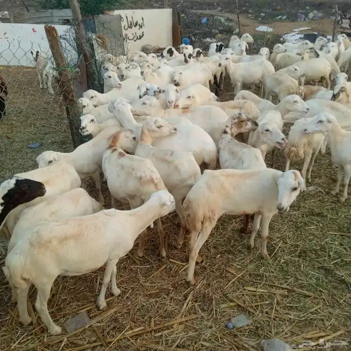 يوجد لدينا ضان رفيديات قرايب مرح واحد جروم وسن 2