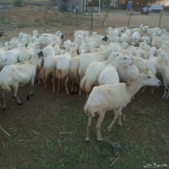يوجد لدينا ضان رفيديات قرايب مرح واحد جروم وسن 1