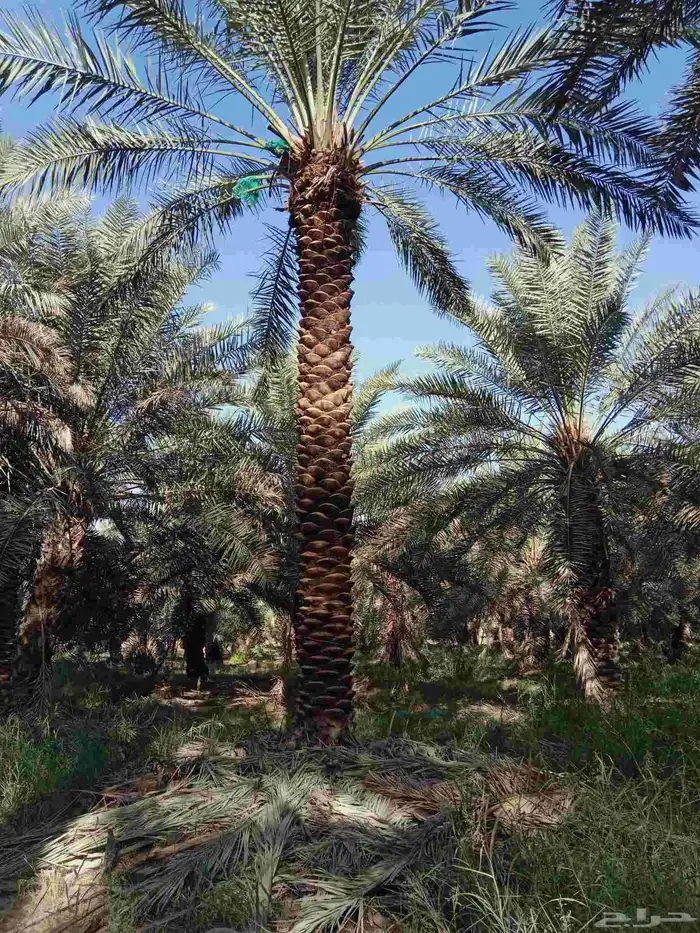 يوجد لدينا نخيل من6متر لا 7متر 3