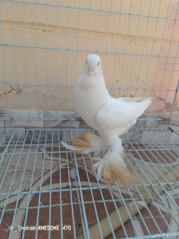 نفاخ 1