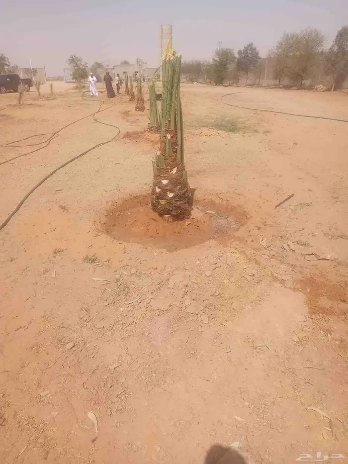 نخل اللبيع 3