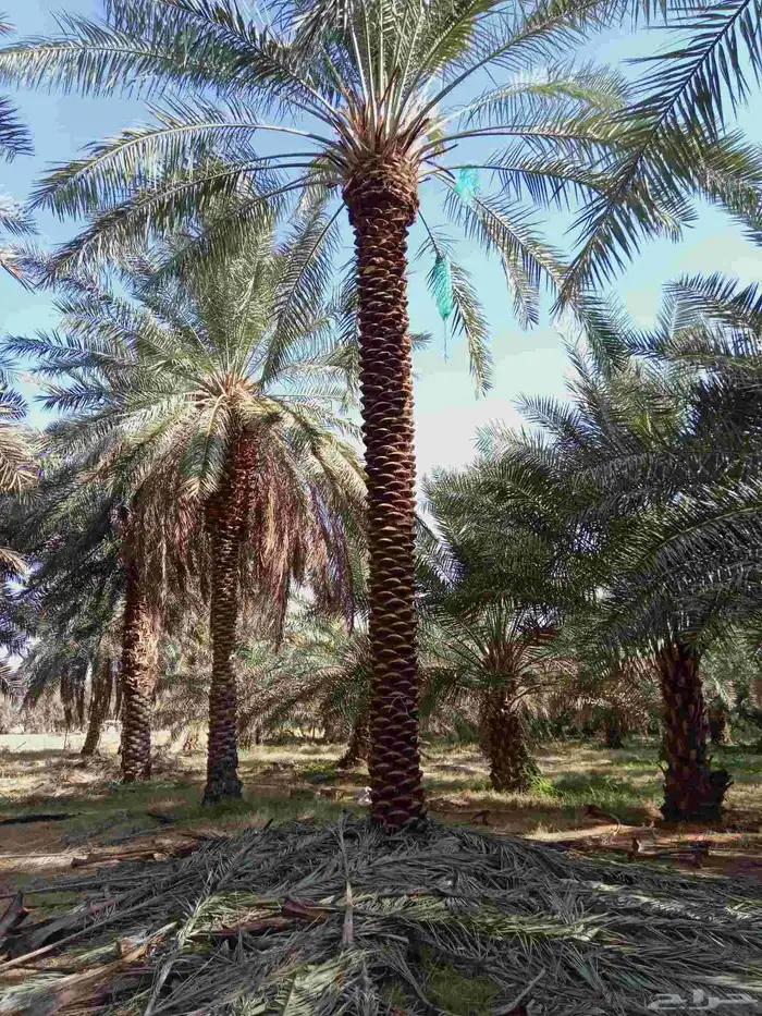يوجد لدينا نخيل من6متر لا 7متر 0
