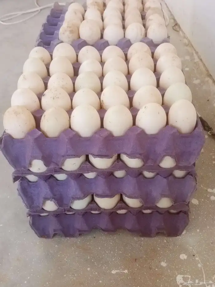 بيض بط بكيني مخصب 2
