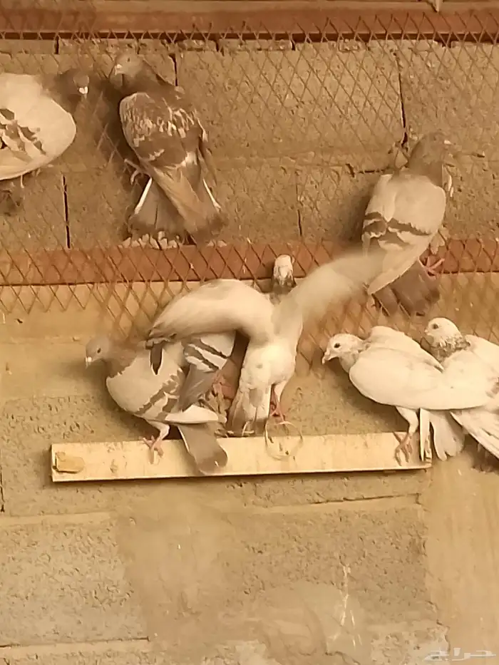 حمام بلدي للبيع 1