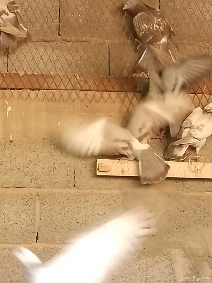 حمام بلدي للبيع 3