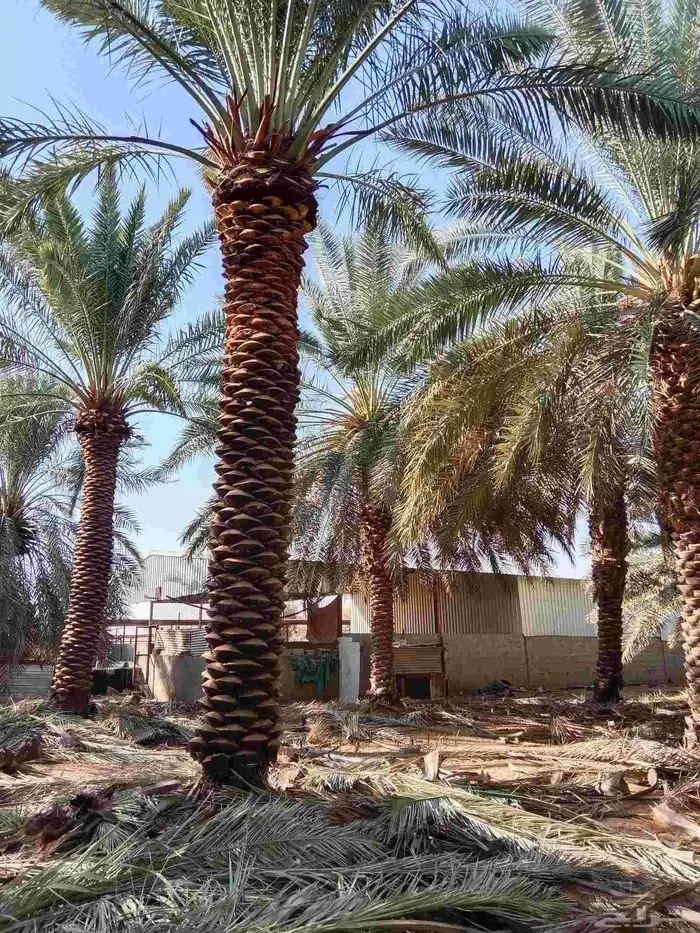 يوجد لدينا نخيل من6متر لا 7متر 6