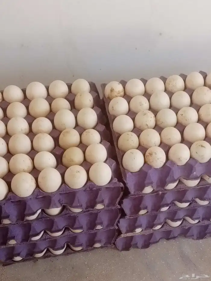 بيض بط بكيني مخصب 0