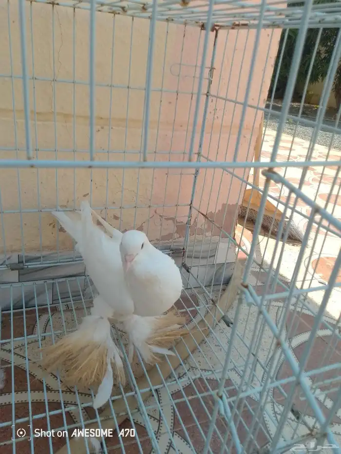 نفاخ 2