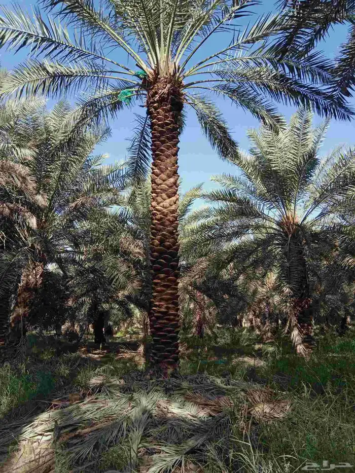 يوجد لدينا نخيل من6متر لا 7متر 7