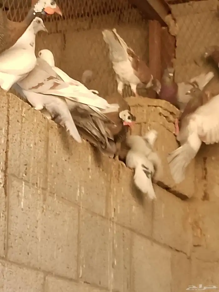 حمام بلدي للبيع 2