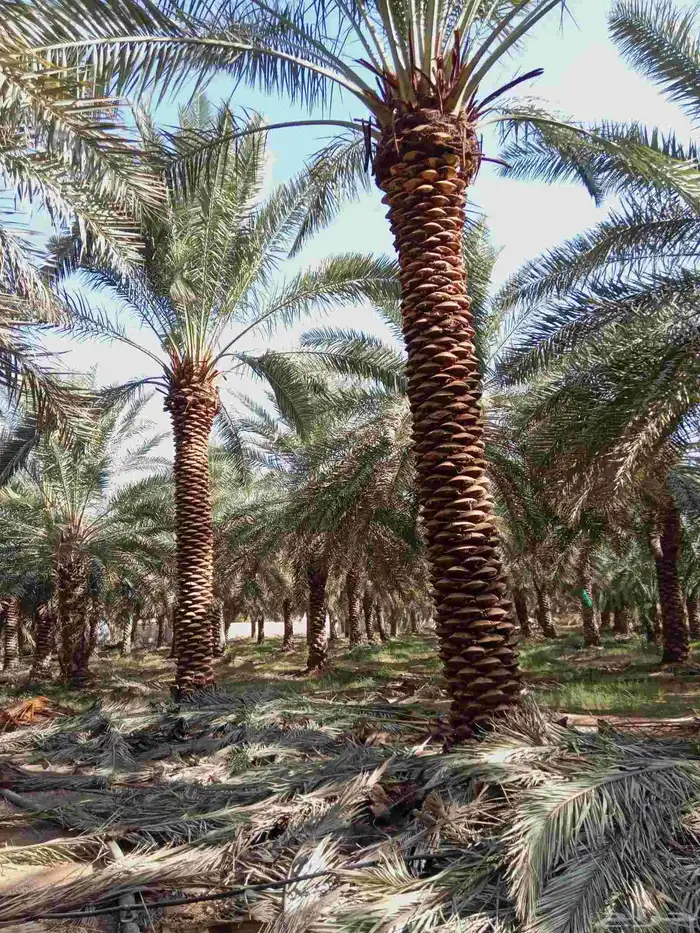 يوجد لدينا نخيل من6متر لا 7متر 5
