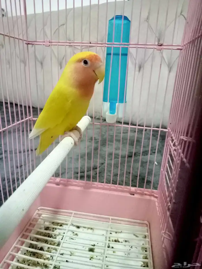 روز الأنتاج منتجين 1