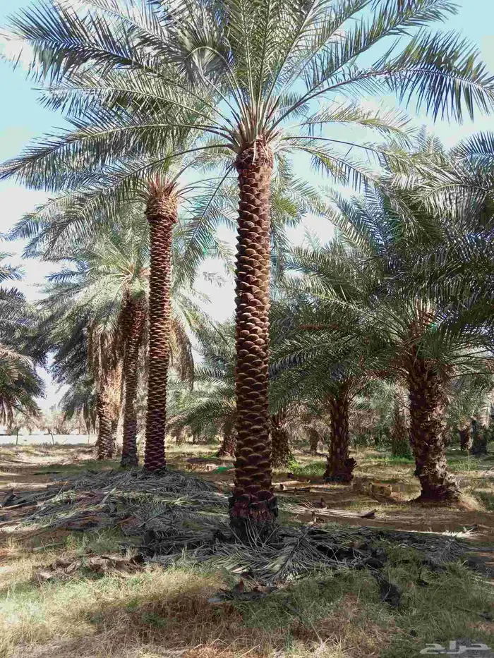 يوجد لدينا نخيل من6متر لا 7متر 9