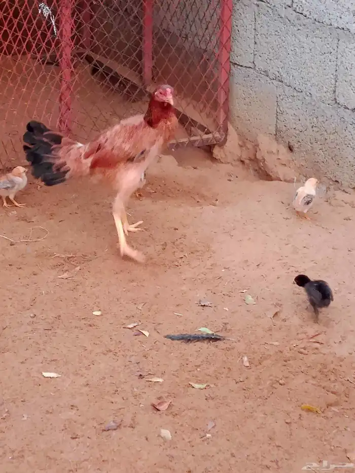 دجاج مع الصيصان 0