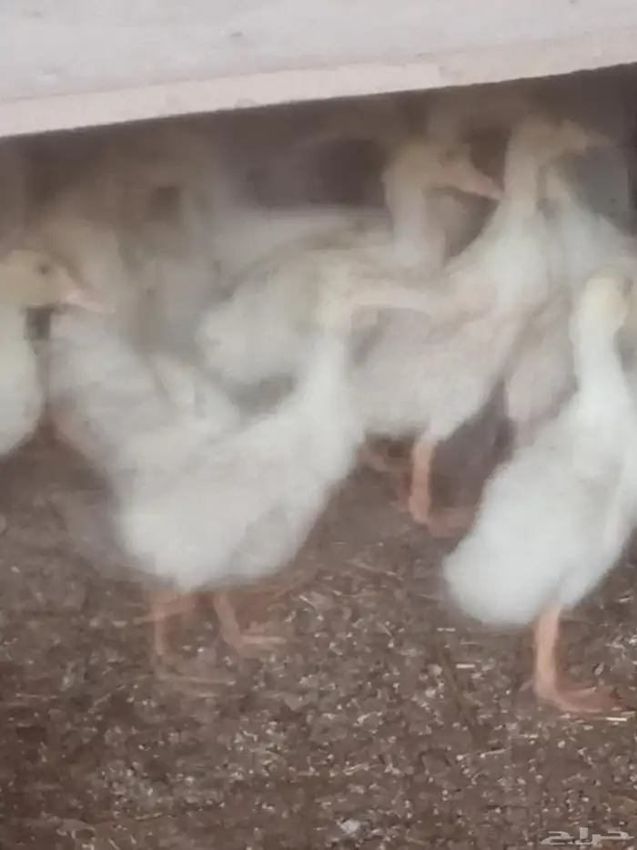 صوص بط بكيني 15 جوز عمر 5ايام 2