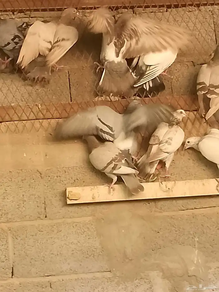 حمام بلدي للبيع 0