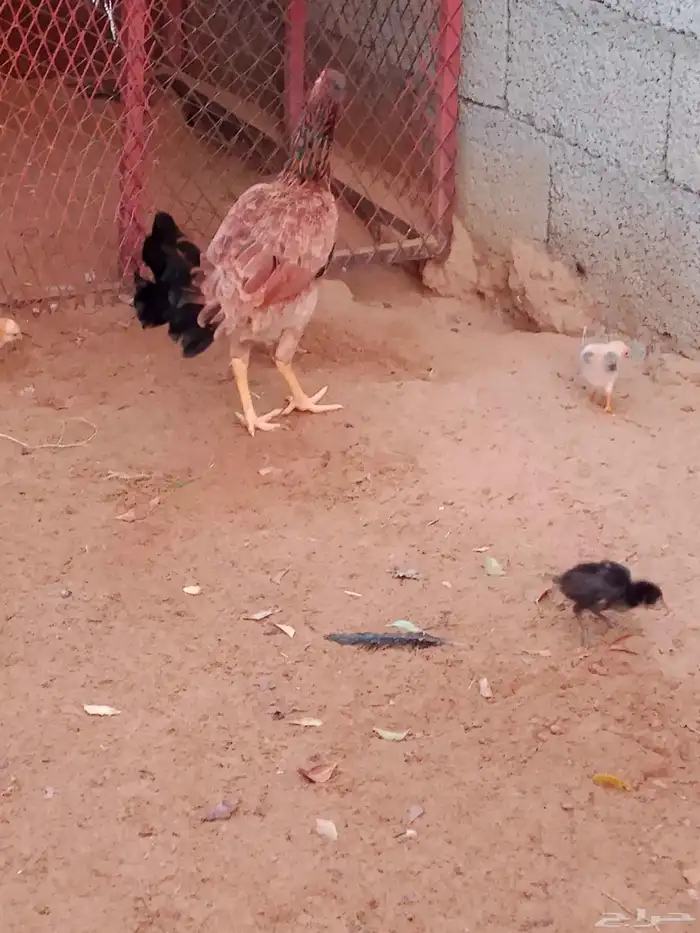 دجاج مع الصيصان 1