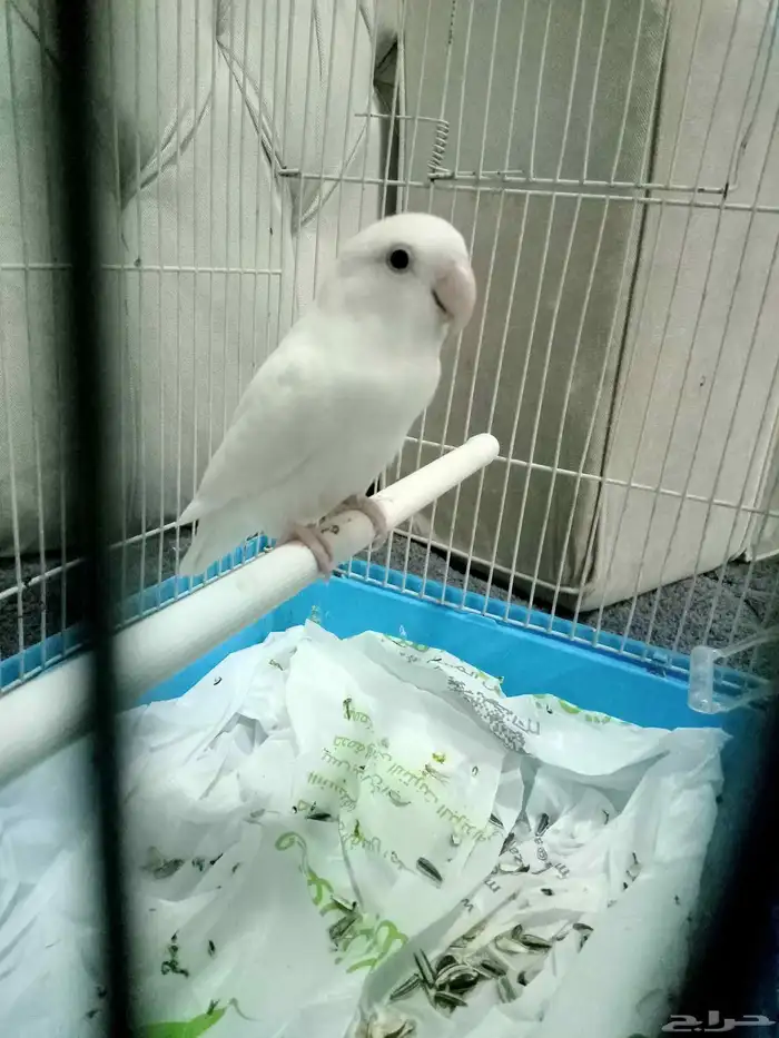 روز الأنتاج منتجين 0