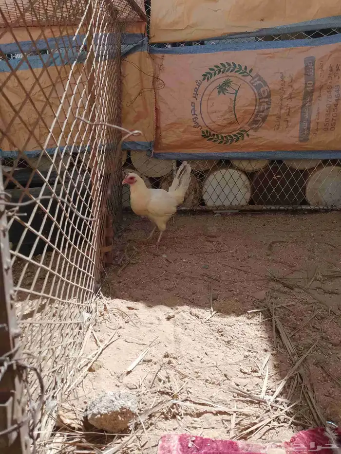 دجاجه شرط 4