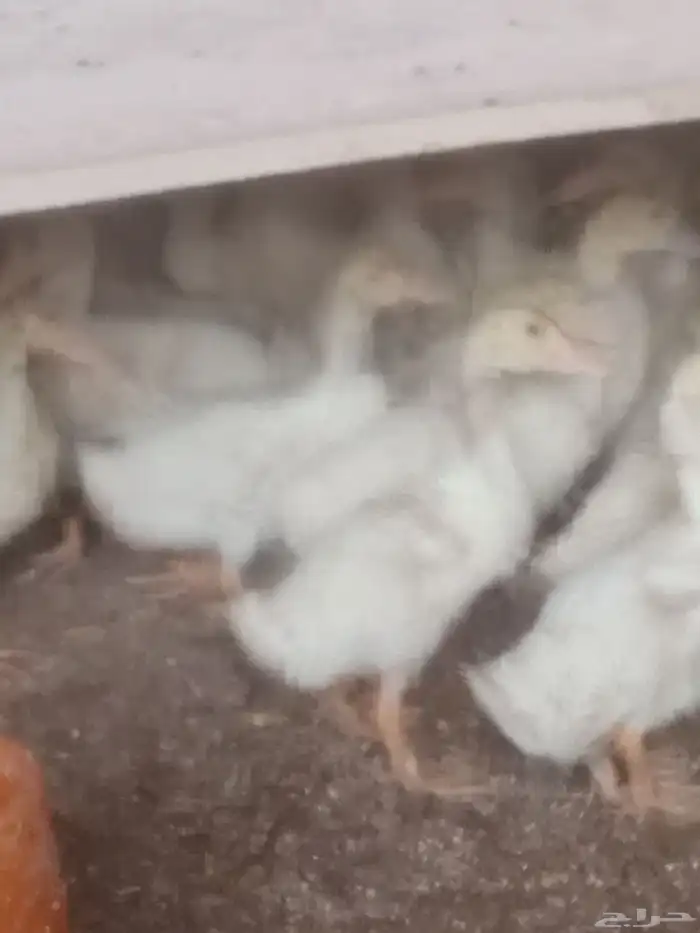 صوص بط بكيني 15 جوز عمر 5ايام 1