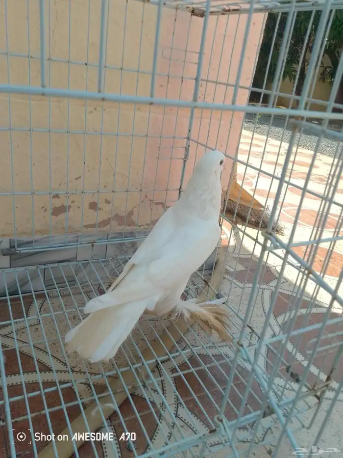 نفاخ 0