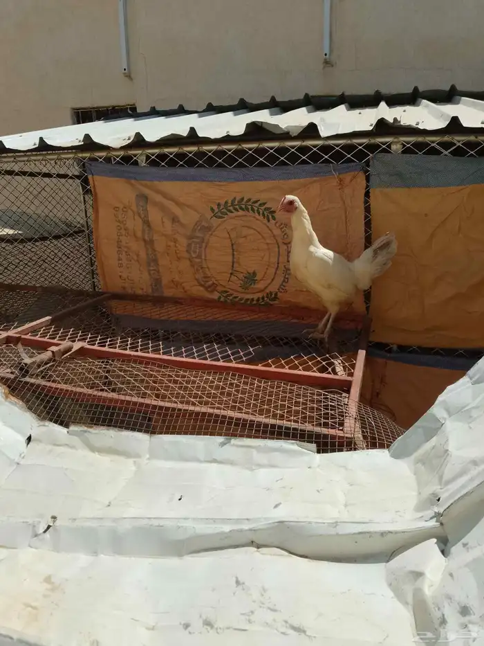 دجاجه شرط 2