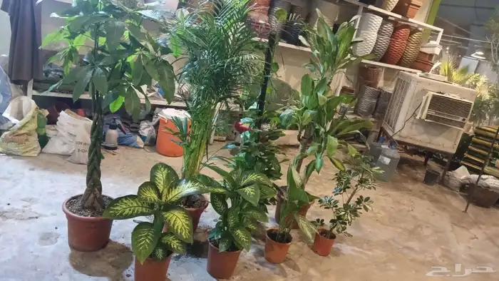 تنسيق حدائق أشجار وزهور 2